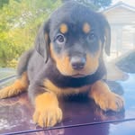 Ty N Mimi Welch - @myloyalpup - Instagram