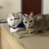 Em Min Chị Meo - @em.min.ch.meo - TikTok