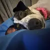 Minoh🐾🖤 - @minoh.the.rat.terrier24 - TikTok