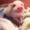 DM-Yabadi - @minaperkins1 - TikTok