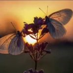 Mina Ray - Facebook