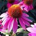 Mindy Yount - Baldwin - Facebook