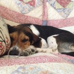 Mindy Barrett - @noodlesmacintoshdog - Instagram