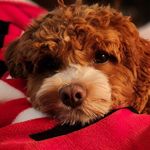 Mindy Cross - @mindy_buckeyeborderfca - Instagram