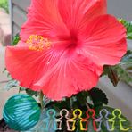 Melinda Fuller - Facebook