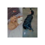 𝐌𝐢𝐧𝐝𝐲 & 𝐁𝐚𝐛𝐲 𝐛𝐫𝐨𝐭𝐡𝐞𝐫 𝐇𝐞𝐧𝐝𝐫𝐢𝐱🐾 - @mindyminxx_hendrix - Instagram