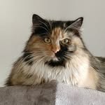 Mindy Herbert-Cat Groomer-Cat Can Doo - @mindyspaws15 - Instagram