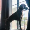 Mindy Holley - @annie_bean_dogshow - TikTok