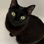 Mindy Hope - @sophieangelcat - Instagram