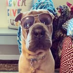 Mindy Hope - @trump_the_sharpei - Instagram