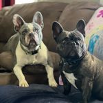 Mindy and Jason Hurt - @jmh_frenchies - Instagram