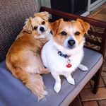 Mindy & Jackie 🐶 - @mindyandjackie_ - Instagram