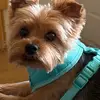 💙Harlee& Mindy💙 the yorkie - @mindyharlee - TikTok