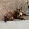 Mindy Kelly - @mindy.kelly8 - TikTok