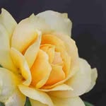 Mindi Kidwell - @kidwellmindi - Instagram