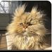 Mindy Liu - Facebook