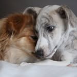 Luna & Mindy - @luna_and_mindy - Instagram