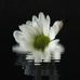 Mindy Macdonald - Facebook