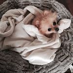 Mindy Matthews - @mindyspetcare - Instagram