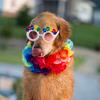 Mindy Newman - @lillyandambertherpydogs - TikTok