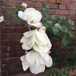 Mindy Porter - @mindys_corner - Instagram