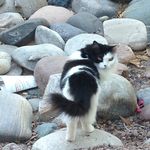 Mindy Simpson - @mindy_the_kitty12 - Instagram