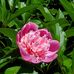 Mindy Webb - Facebook
