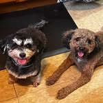 Mindy Wilkinson - @toypoodles2 - Instagram