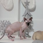 Mindy Willard - @pixie_nakedcat - Instagram
