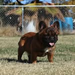 Reliance_Frenchies - @mindywillard - Instagram