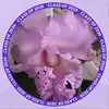Minerva Espinal - @minerva.espinal85 - TikTok