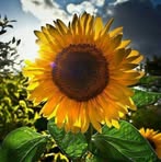 Minerva Galan - Facebook