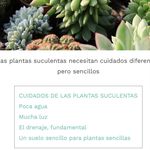 Minerva Infante - @minervasucculent - Instagram