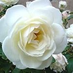 Minerva Langle - @minervalangle - Instagram