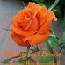 Minerva Lawrence - Facebook