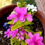 Minerva Lee - @minerva.lee.1217 - Instagram