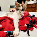 Minerva "Minnie" Lee - @minniemakesbiscuits - Instagram