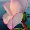 Minerva Munoz - @minerva.munoz3 - TikTok