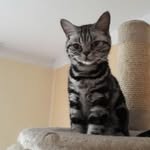 Minerva McGonagall - @minerva_nielsen - Instagram