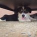 Minerva, the Roman Doggess of Wisdom - Facebook