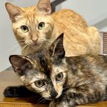 Minerva Rosa (Mimi) e Molly Rosa (Pequena) - @minervaemollyrosasrd - Instagram