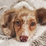 Minerva Salazar - @minervasalazar_dachshund - Instagram