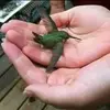 Mini - @minervassalazar - TikTok