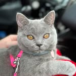 Minerva The Scottish Straight - @minervathescottish - Instagram