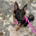Minerva BoBerry the German Shepherd - @minniebthegsd - Instagram