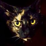 Minerva Snow - @minerva.snow.writes - Instagram