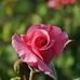 Minerva Spencer - Facebook