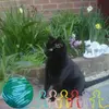 catlover1 - @minervastanley - TikTok