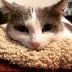 Minerva Strickland - @chemistcat1102 - Instagram