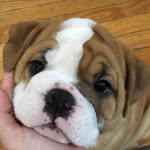 Minerva McGonagall Warren - @minnie.thepooch - Instagram